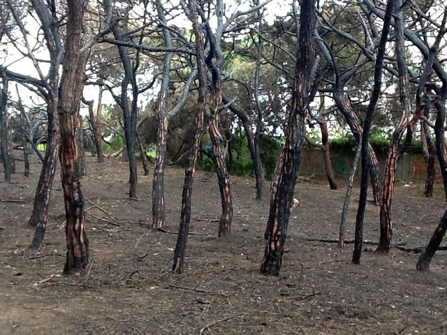 Part de la pineda de Llevant Mar (Gav� Mar) despr�s de ser cremada en dos incendis intencionats consecutius (22 Maig 2012)